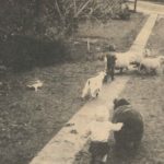 Toddlers playing with sheep at Cambridge commune