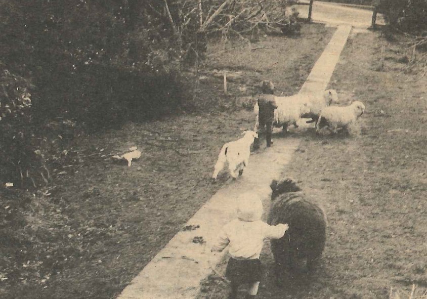 Toddlers playing with sheep at Cambridge commune
