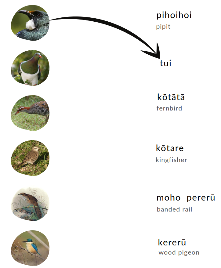 nga manu native birds activity sheet