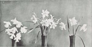 Daffodils on display at the Cambridge Daffodil Show, 1910